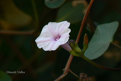 Ipomoea marginata